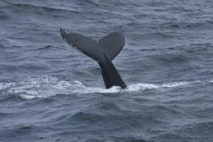 fluke whale
