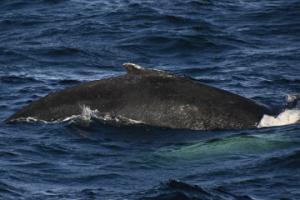 humpback whale dorsal fin