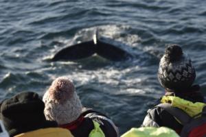 humpback whale and passengers