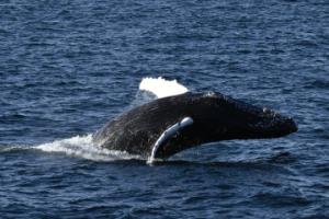 breaching humpback whale