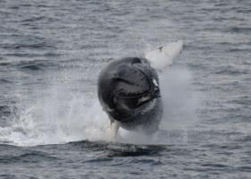 breaching humpback whale