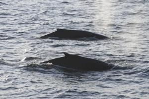 humpback whales