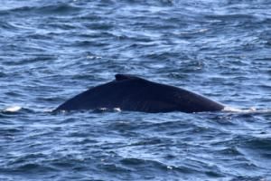 humpback whale
