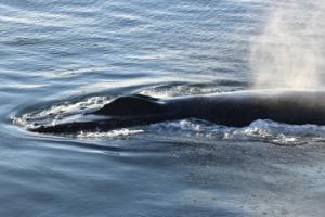 humpback whale
