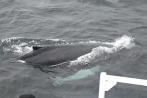humpback whale