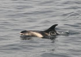 white-beaked dolphins