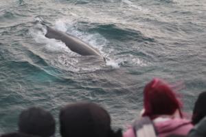 humpback whale and passengers