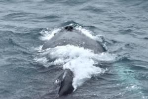 humpback whale