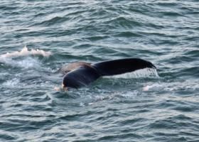 humpback whale fluke