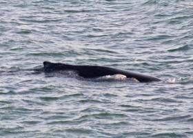humpback whale
