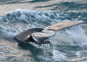 humpback whale fluke