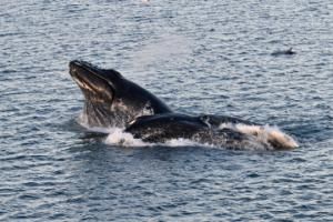 humpback whales lunge feeding