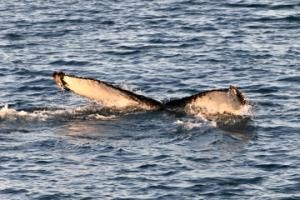 humpback whale