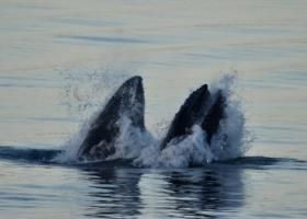 humpback whales lunge feeding