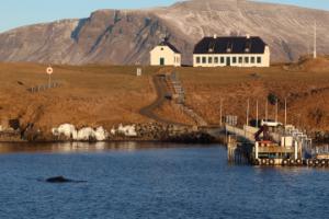 humpback whale near viðey