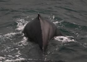 humpback whale dorsal fin
