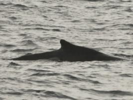 humpback whale