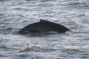 northern lights cruise