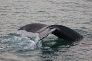 humpback whale fluke