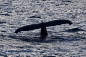 humpback whale fluke