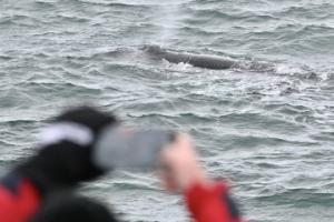 humpback whale and passengers