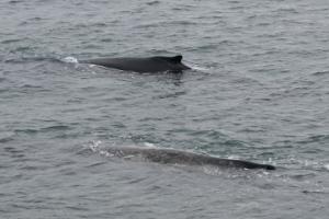 humpback whales