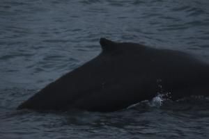 humpback whale