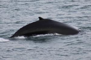 humpback whale