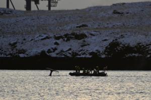 humpback whale rescued by coastguard