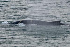 humpback whale entangled in ropes