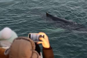 humpback whale and passengers