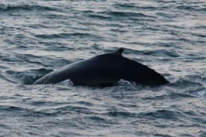 humpback whale dorsal fin