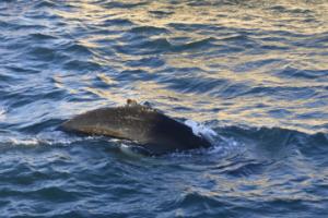 humpback whale