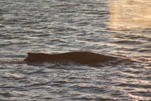 humpback whale dorsal fin