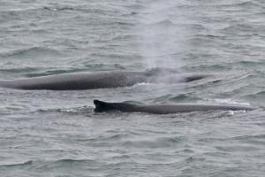 humpback whales