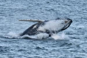 breaching humpback whale