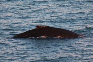 humpback whale