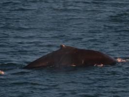 humpback whale