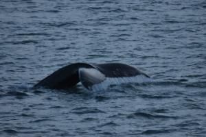 humpback whale fluke