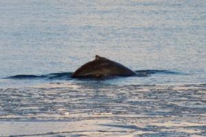 humpback whale