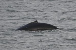 humpback whale dorsal fin