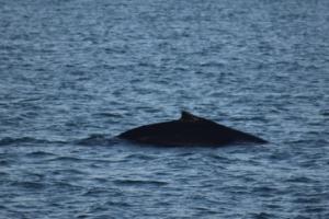 humpback whales