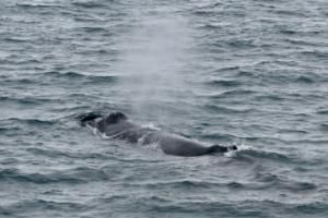 humpback whale