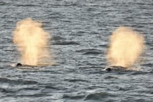 humpback whales