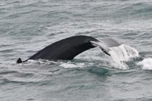 humpback whale fluke