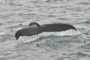 humpback whale fluke