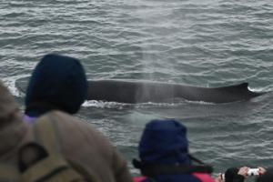 humpback whale and passengers