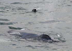 humpback whale and grey seal
