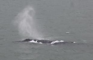humpback whale