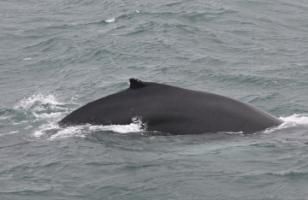humpback whale dorsal fin